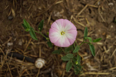 Small pink flower grow in summer garden. Top view