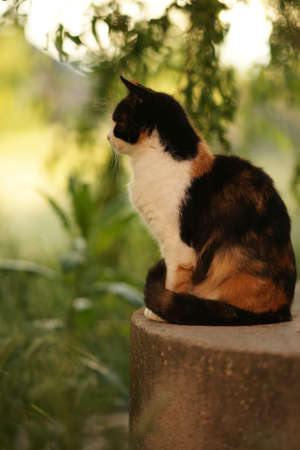 Cute tricolor cat sitting in a green summer gardenの写真素材
