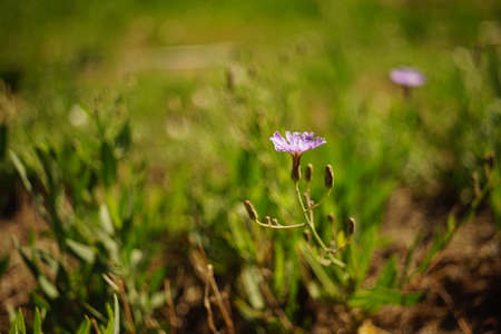 vWild purple flowers grow in sunny field.の写真素材