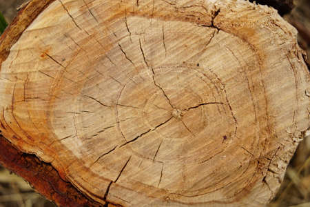Background old tree stump in the garden closeup