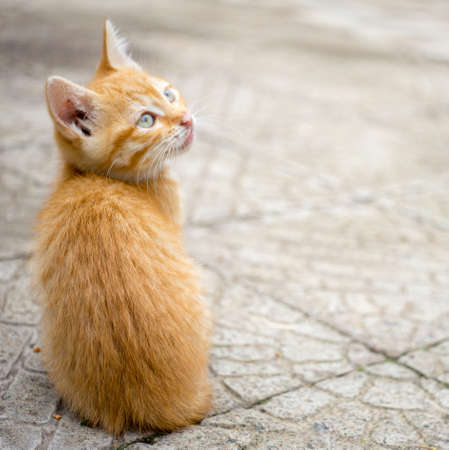 cute ginger kitten sitting on a stone road.の写真素材