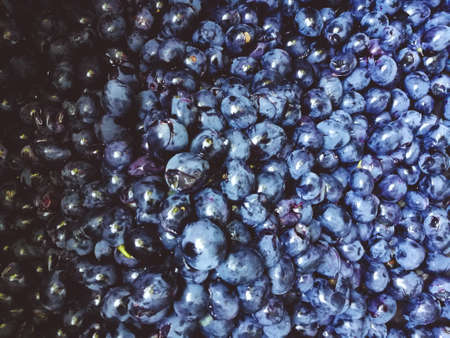background of wine dark blue grapes without vines and leavesの写真素材