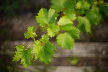 Fresh green grape leaves on the long branch in summer garden closeup. Art bokehの写真素材