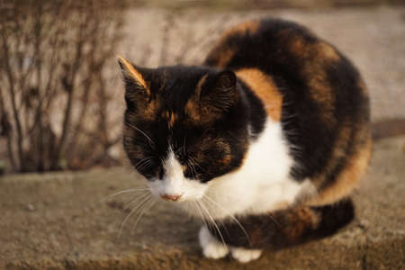 Tricolor cat sitting on the wild stone floor outdoorの写真素材