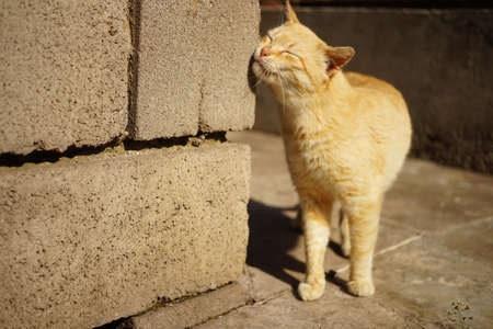 Funny ginger cat rubs his cheek against the stone wall of the building.の写真素材