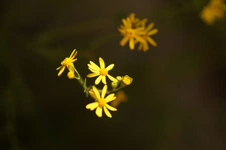 Small yellow wild flowers grow in the garden.