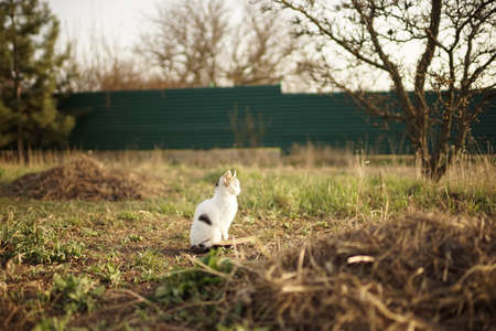 Cute white kitten sitting in the green grass, a cute young cat relaxes in the gardenの写真素材