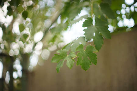green grape leaves on the branches in summer garden with art bokeh.