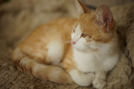 cute fluffy ginger white cat rest in the bed.の写真素材