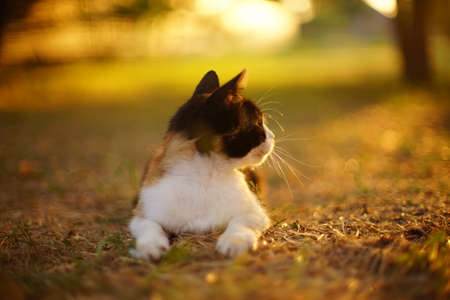 Tricolor cat relax in sunny sunset garden.の写真素材