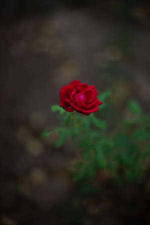 Red rose flower grow in the dark summer gardenの写真素材