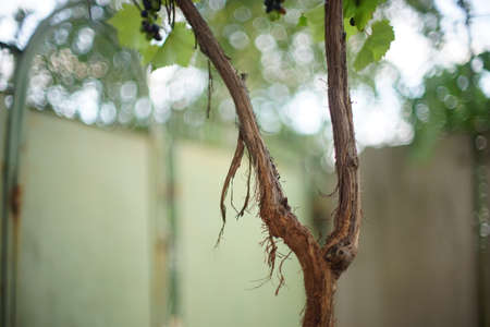 grape trunk in summer garden, soft selective focus.の写真素材