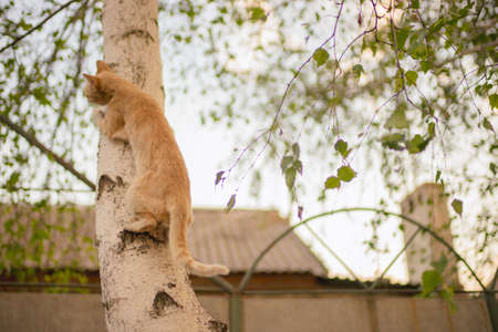 funny ginger cat hunter on the birch treeの写真素材