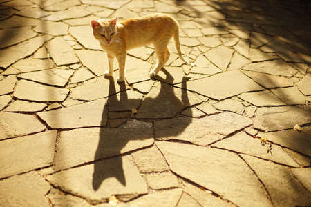 lovely yellow cat walk in sunny summer garden on the stone road with deep shadowの写真素材