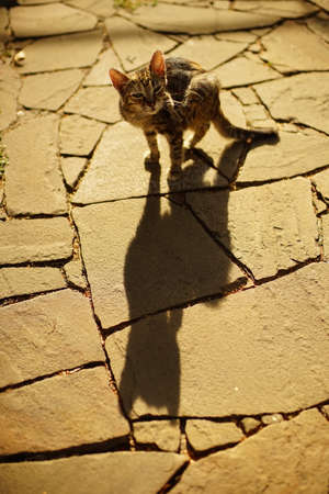 Tabby kitten paw scratches behind the ear, outdoor closeup portrait. Fleas and ticks in domestic animals.の写真素材