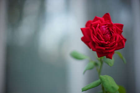 Red rose flower grows in the summer garden closeupの写真素材