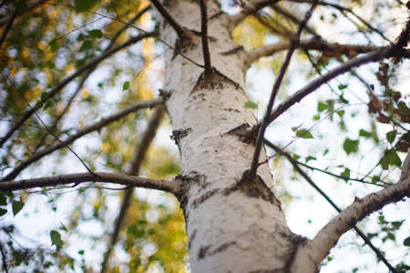 Birch tree trunk with branches in blue sky natural backgroundの写真素材