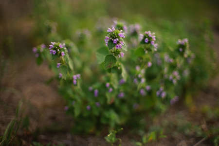 Wild plant with purple flowers grow in sunny fieldの写真素材