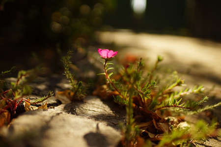 pink purslane flower grow in sunny summer parkの写真素材
