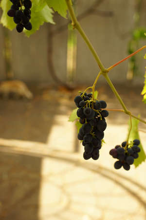 blue ripening grapes hang on the branch in the summer garden.