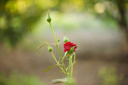 small red rose flower bush grow in summer gardenの写真素材