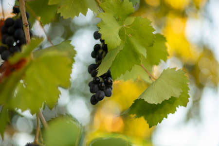 Green leaves and ripening blue grapes in the summer gardenの写真素材
