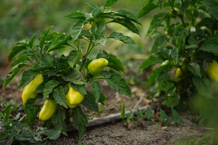 Green bushes of sweet pepper in a summer garden. Growing vegetables on open ground. Harvesting, ripe...