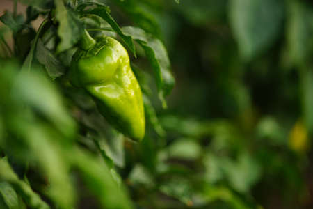 Green bush of sweet pepper in a summer garden closeup.