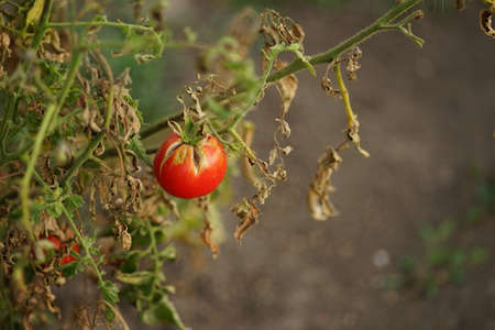 Ripe garden tomato with a crack on a bush growing in a summer garden.