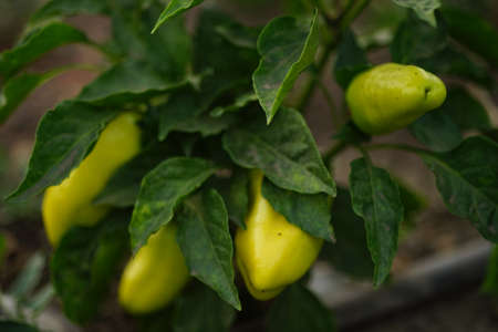Ripe green peppers on hte bush in a summer garden