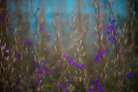 wild violet flowers with dry brown stems grow in summer garden near blue feenceの写真素材