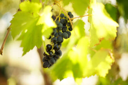 Dark blue grape vine hang on the branch in the garden.の写真素材
