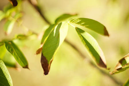 walnut tree green leaves with dry brown ends on the tree closeupの写真素材