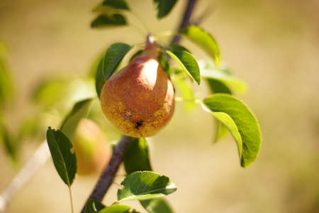 Ripe red pear fruit on a branch in a sunny summer gardenの写真素材
