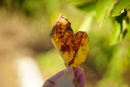 Fingers holding two yellow brown autumn leaves in sunny gardenの写真素材