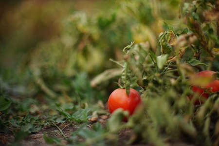 Ripe garden tomatoes on the bush in summer gardenの写真素材