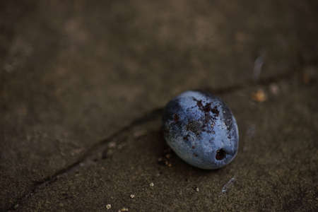 old plum fruit on the dark grey table.