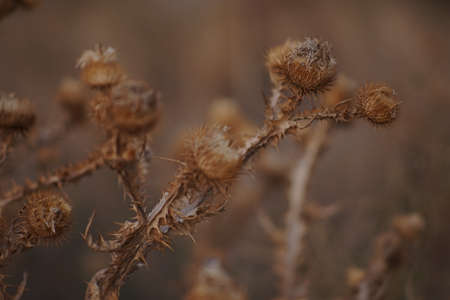 Dry brown burdock plant with thorny burdock.の写真素材