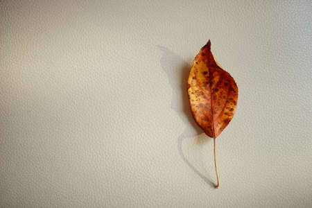 Brown apple leaf on a beige leather table. Top viewの写真素材