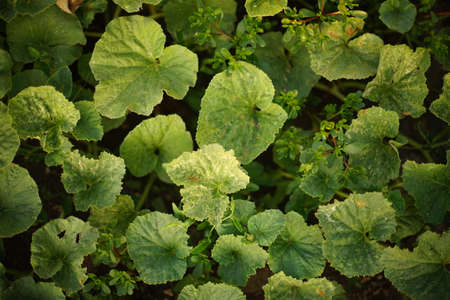 Green leaves of watermelon growing in the summer garden on the soil
