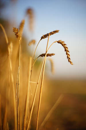 wheat ears closeup in the autumn field on blue sky background