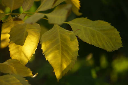 Amazing yellow autumn leaves on the branch in sunny forest.