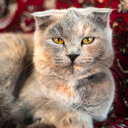 Lovely tortoise british cat portrait resting on the sofa.の写真素材