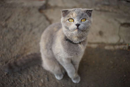 Lovely tortoise british cat sitting on the road