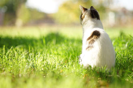 White spotted cat sitting on the green grass in the sunny warm garden. Back view.の写真素材