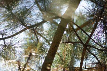 Pine tree closeup branches with magic sun lightの写真素材