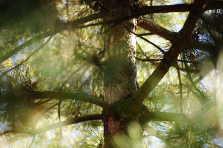 Amazing pine tree closeup branches with magic sunlight