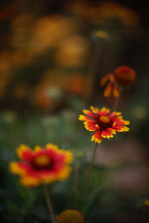 Orange rudbeckia flowers grow in autumn park