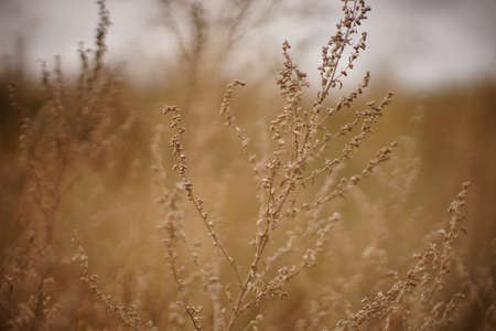 Dry autumn grasses grow in overcast sky background.