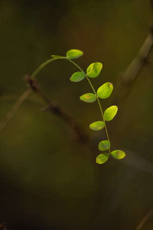 Green acacia leaves on a branch, blurred soft focus.の写真素材